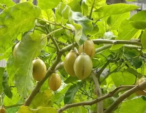 Nutrición y bienestar: Fruta Monje – El edulcorante Ideal?